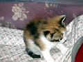 caramel 06-04 022